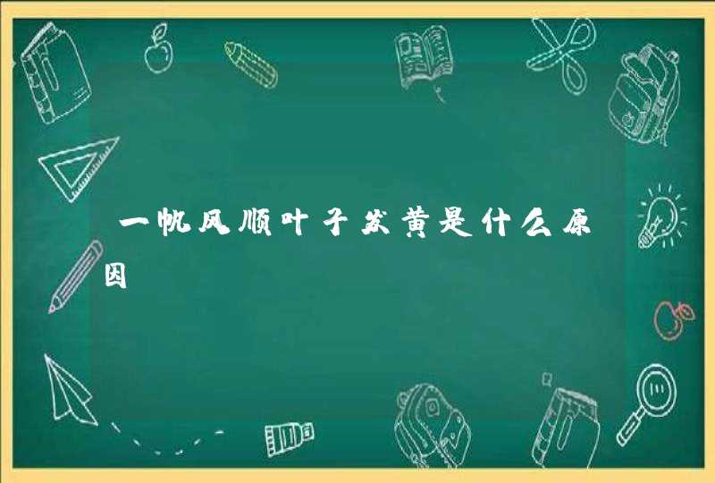 一帆风顺叶子发黄是什么原因,第1张