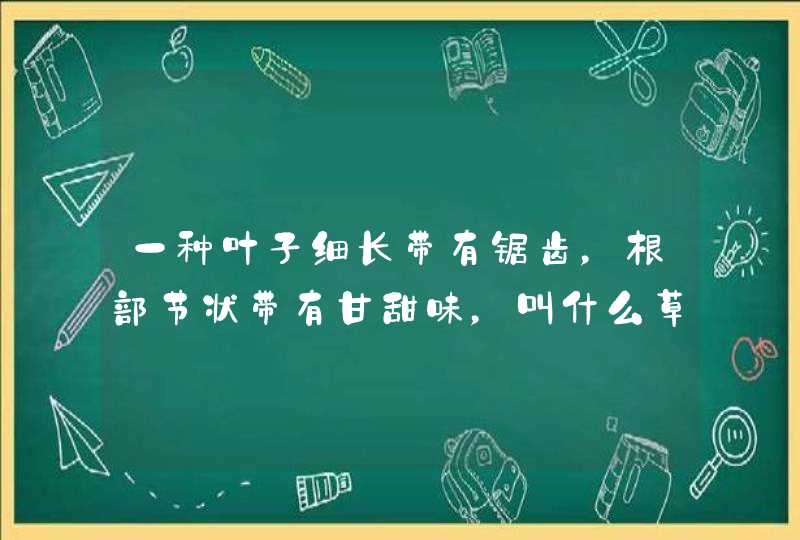 一种叶子细长带有锯齿，根部节状带有甘甜味，叫什么草？,第1张