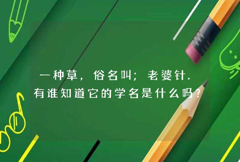 一种草，俗名叫;老婆针.有谁知道它的学名是什么吗？有什么药用价值呀？非常感谢啊……可以治疗什么病？,第1张