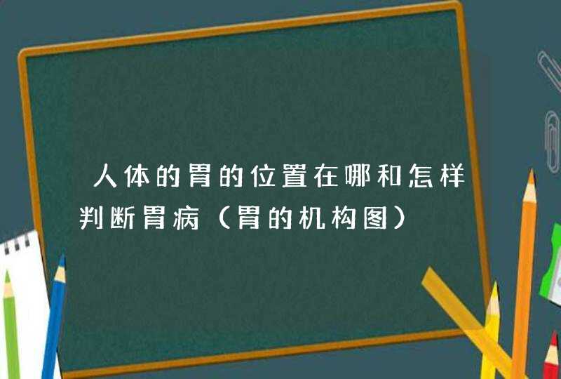 人体的胃的位置在哪和怎样判断胃病（胃的机构图）,第1张