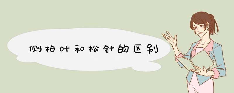 侧柏叶和松针的区别,第1张