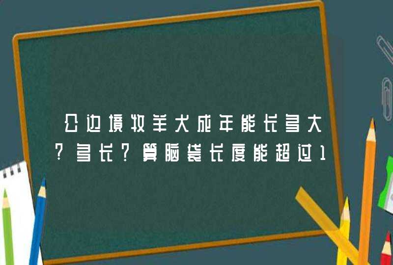 公边境牧羊犬成年能长多大?多长？算脑袋长度能超过1米吗？,第1张