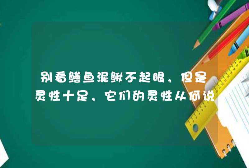 别看鳝鱼泥鳅不起眼，但是灵性十足，它们的灵性从何说起？,第1张