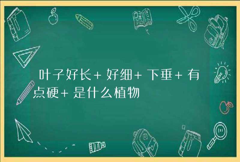 叶子好长 好细 下垂 有点硬 是什么植物,第1张