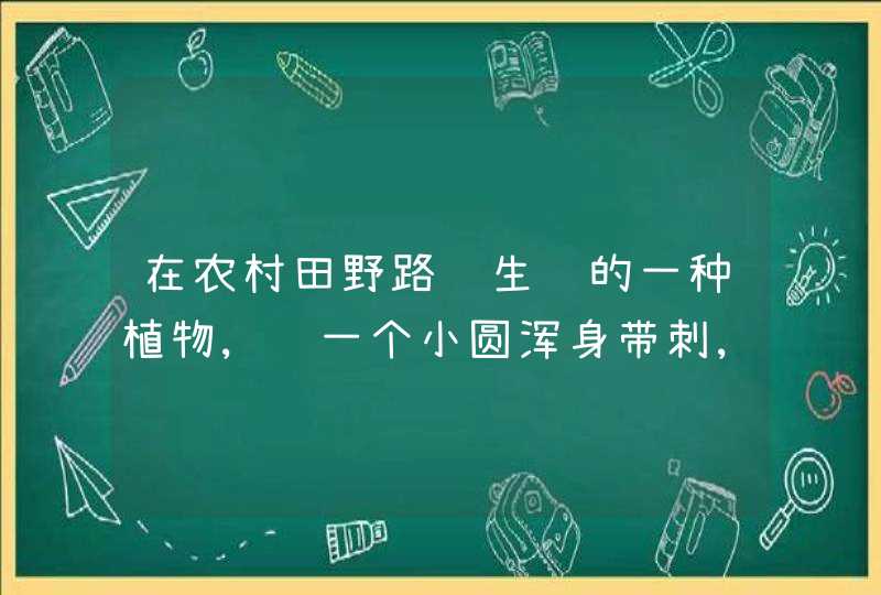 在农村田野路边生长的一种植物,结一个小圆浑身带刺,能治疗鼻炎,叫什么植物,第1张