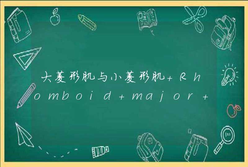 大菱形肌与小菱形肌 Rhomboid major &amp; Rhomboid minor,第1张