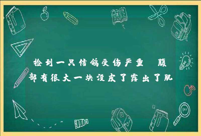 捡到一只信鸽受伤严重，腹部有很大一块没皮了露出了肌肉腹部一则的皮,第1张