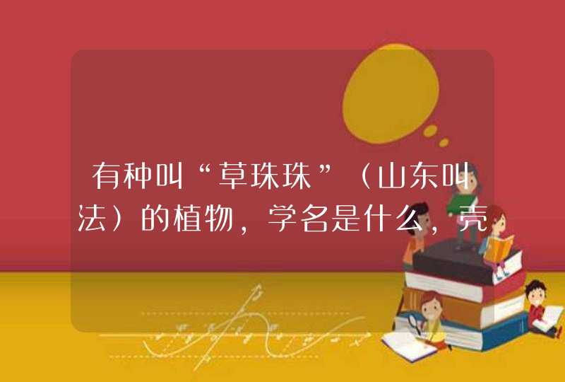 有种叫“草珠珠”（山东叫法）的植物，学名是什么，壳很硬，可以拿来串着玩？？,第1张