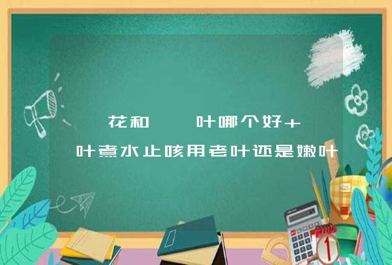 枇杷花和枇杷叶哪个好 枇杷叶煮水止咳用老叶还是嫩叶,第1张