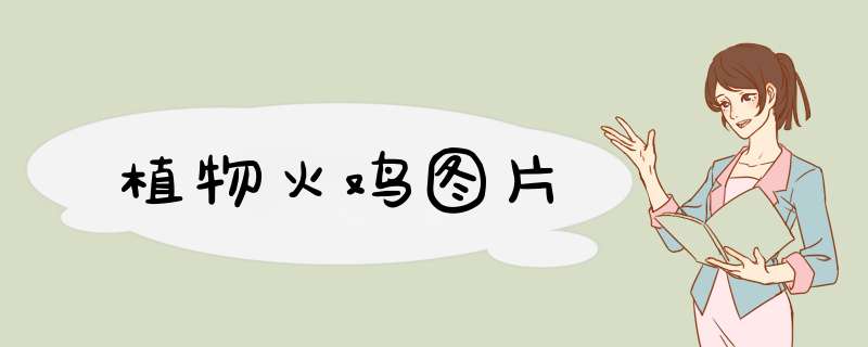 植物火鸡图片,第1张