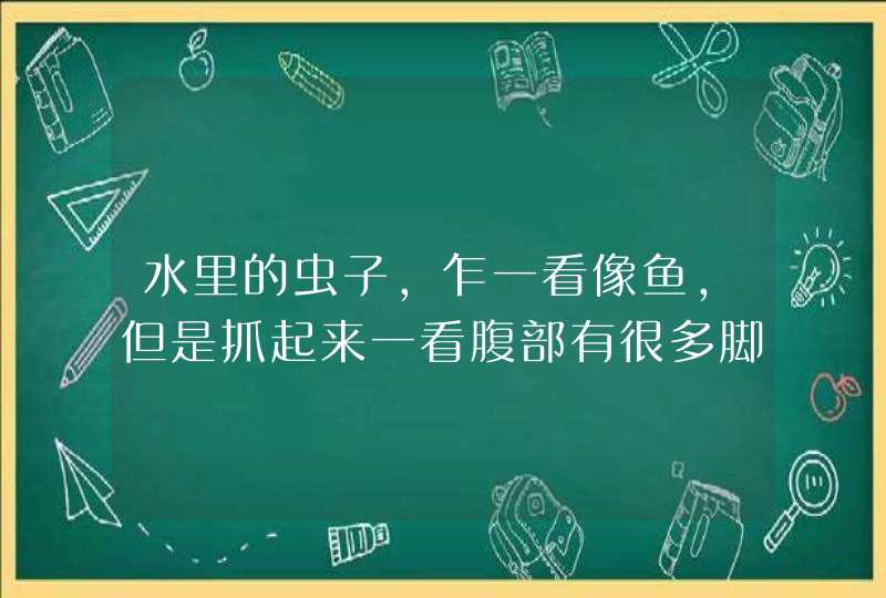 水里的虫子，乍一看像鱼，但是抓起来一看腹部有很多脚，尾巴上还有两根细细的角，这是什么东西啊，想抓来,第1张