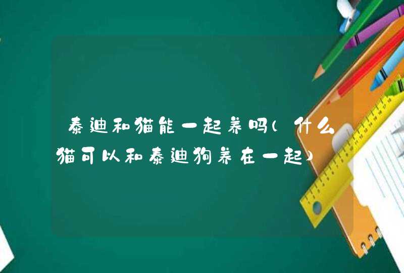 泰迪和猫能一起养吗(什么猫可以和泰迪狗养在一起),第1张