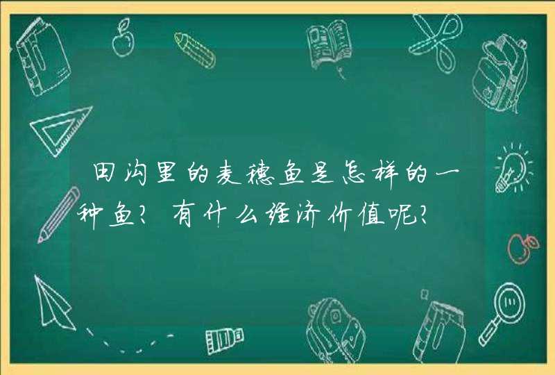 田沟里的麦穗鱼是怎样的一种鱼？有什么经济价值呢？,第1张