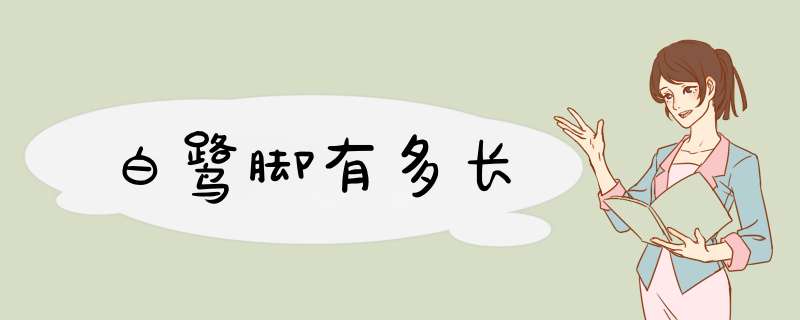 白鹭脚有多长,第1张