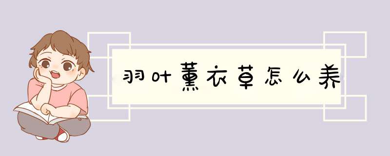 羽叶薰衣草怎么养,第1张