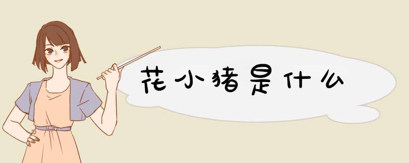 花小猪是什么,第1张