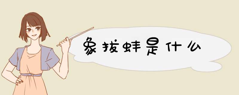 象拔蚌是什么,第1张