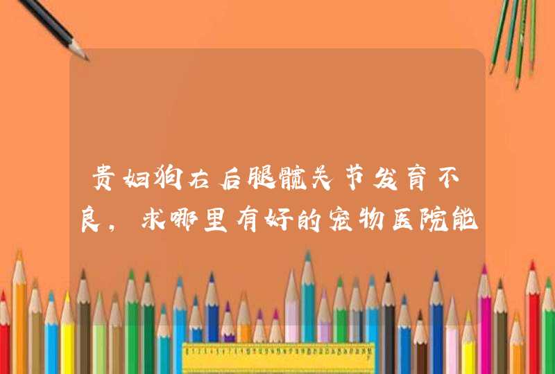 贵妇狗右后腿髋关节发育不良，求哪里有好的宠物医院能可以医治？怎么治？,第1张