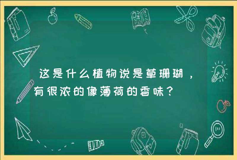 这是什么植物说是草珊瑚，有很浓的像薄荷的香味？,第1张