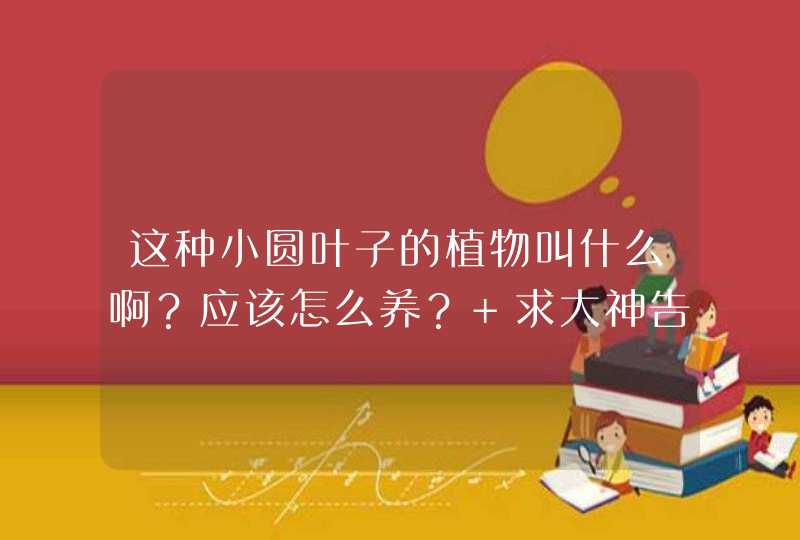 这种小圆叶子的植物叫什么啊？应该怎么养？ 求大神告知。,第1张