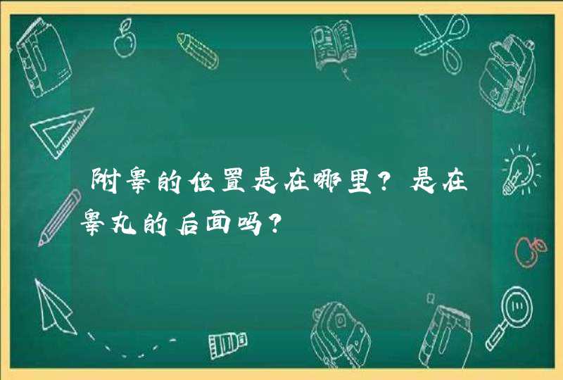 附睾的位置是在哪里？是在睾丸的后面吗？,第1张