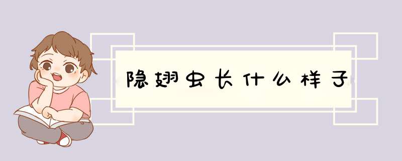 隐翅虫长什么样子,第1张