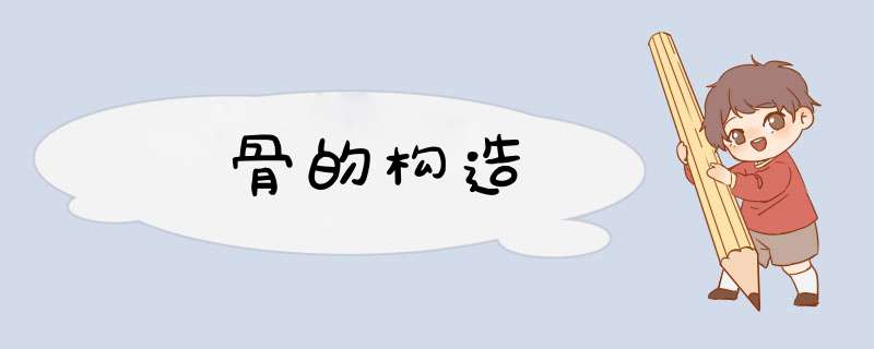 骨的构造,第1张