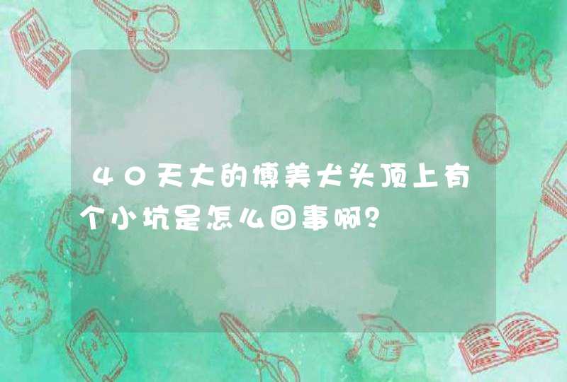 40天大的博美犬头顶上有个小坑是怎么回事啊？,第1张